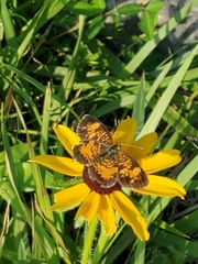 Phyciodes tharos