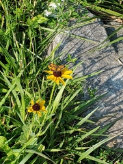 Phyciodes tharos