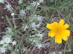 Tetraneuris linearifolia