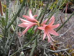 Hippeastrum stylosum