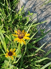 Phyciodes tharos