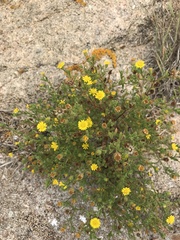 Pulicaria microcephala