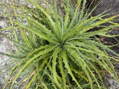 Encholirium spectabile