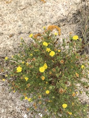 Pulicaria microcephala