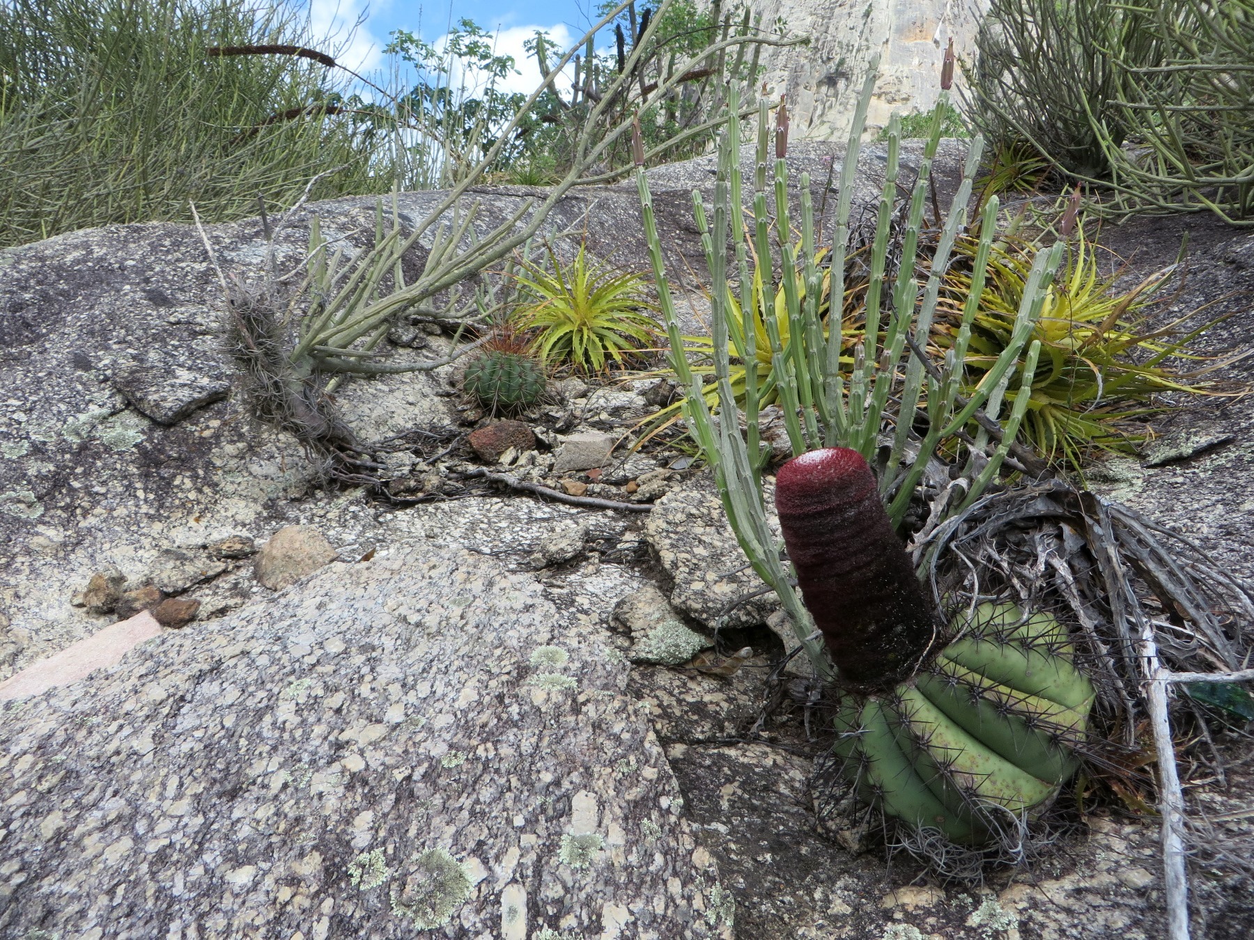 Melocactus ernestii