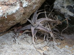 Orthophytum disjunctum