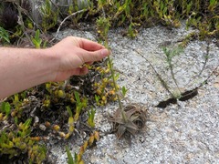 Orthophytum disjunctum