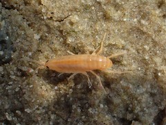 Talitrus saltator