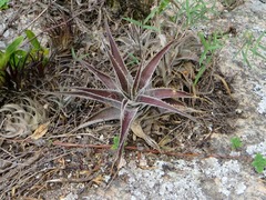 Orthophytum disjunctum