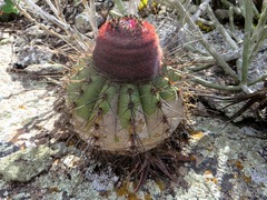 Melocactus ernestii