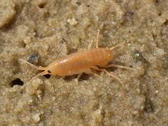 Talitrus saltator