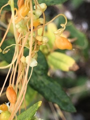 Smicronyx sculpticollis