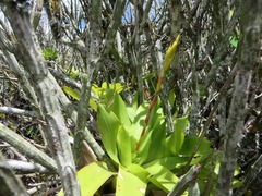 Vriesea