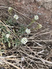 Lobularia maritima maritima