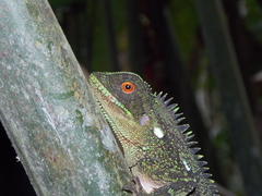 Enyalioides oshaughnessyi