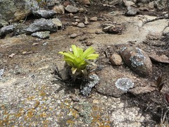 Vriesea