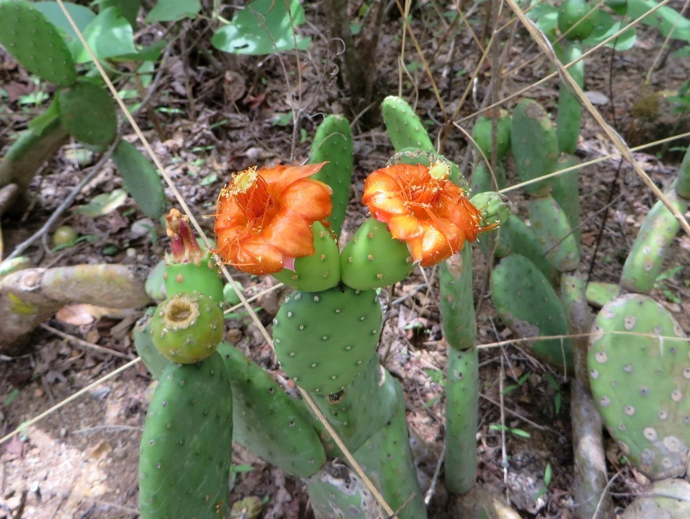 Opuntieae