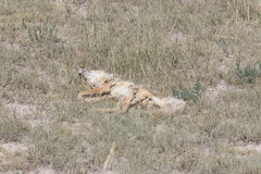 Vulpes velox