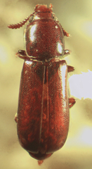 Corticeus praetermissus