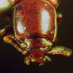Corticeus praetermissus