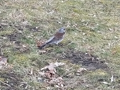 Turdus pilaris
