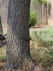 Sceloporus olivaceus