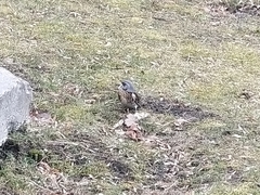 Turdus pilaris