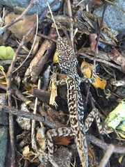 Anolis oculatus