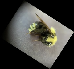 Bombus insularis