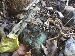 Anolis oculatus