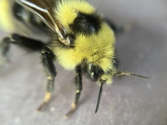 Bombus insularis