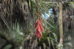 Tillandsia violacea