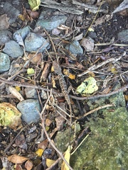 Anolis oculatus