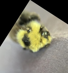 Bombus insularis