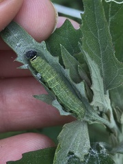 Staphylus hayhurstii