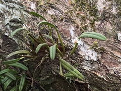 Dendrobium taylorii