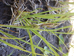 Carex lenticularis