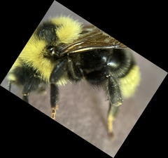 Bombus insularis