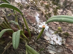 Dendrobium taylorii