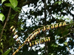 Werauhia gigantea, photograph Guillaume Delaitre, CC BY, iNaturalist via GBIF