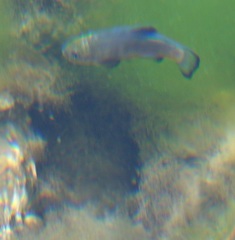 Cyprinodon nevadensis