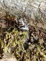 Dendryphantina