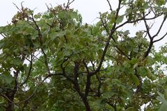 Isoberlinia angolensis