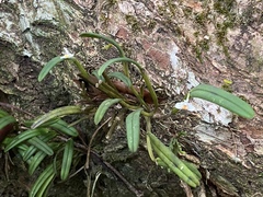 Dendrobium taylorii