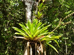 Werauhia gigantea, photograph Guillaume Delaitre, CC BY, iNaturalist via GBIF