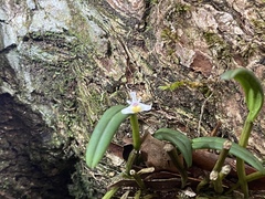 Dendrobium taylorii
