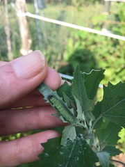 Staphylus hayhurstii