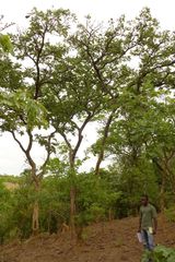 Isoberlinia angolensis