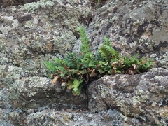 Polypodium saximontanum
