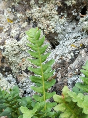 Polypodium saximontanum